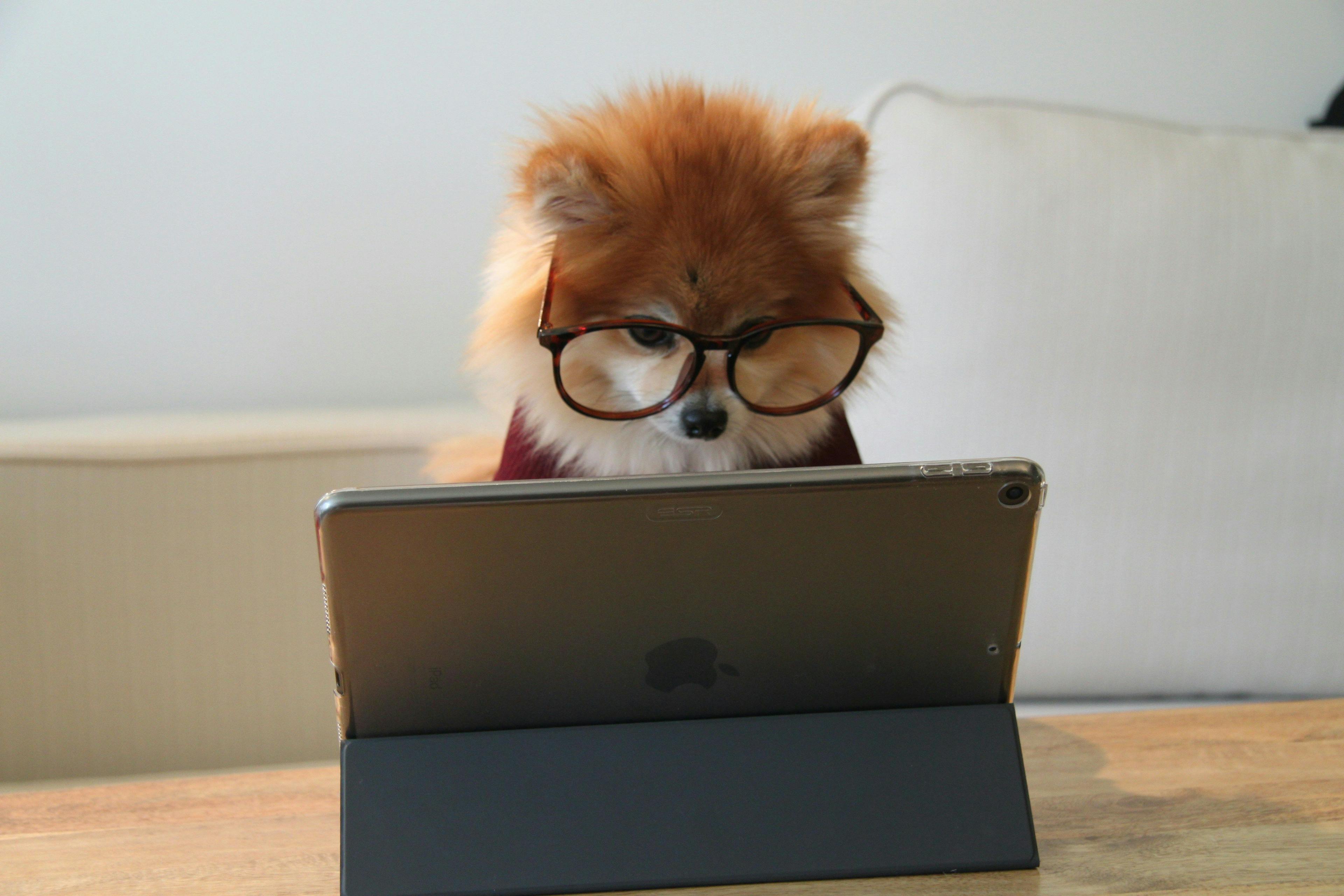 A humorous and adorable image of a small Pomeranian dog wearing oversized round glasses, appearing to be intently looking at the screen of an open tablet on a wooden table. The fluffy, red-haired dog gives the impression of a miniature scholar or a busy professional caught in the midst of work, adding a whimsical touch to the tech-savvy scene.